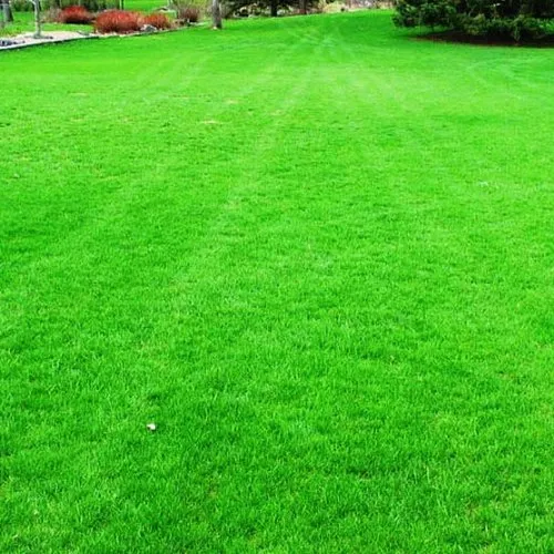 Artificial Turf vs Natural Grass